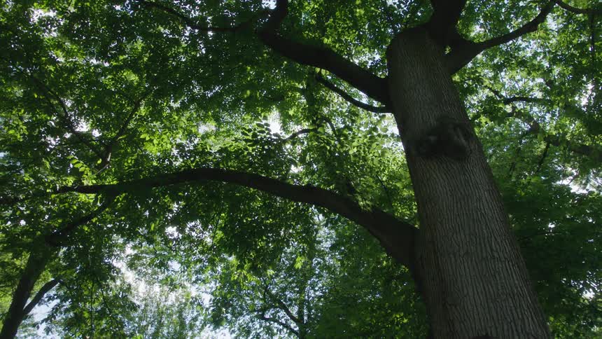 The sun shines through trees in the forest