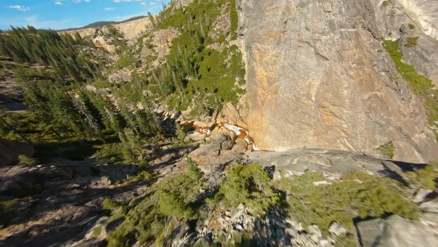 Pine trees in a mountain forest on a sunny summer day