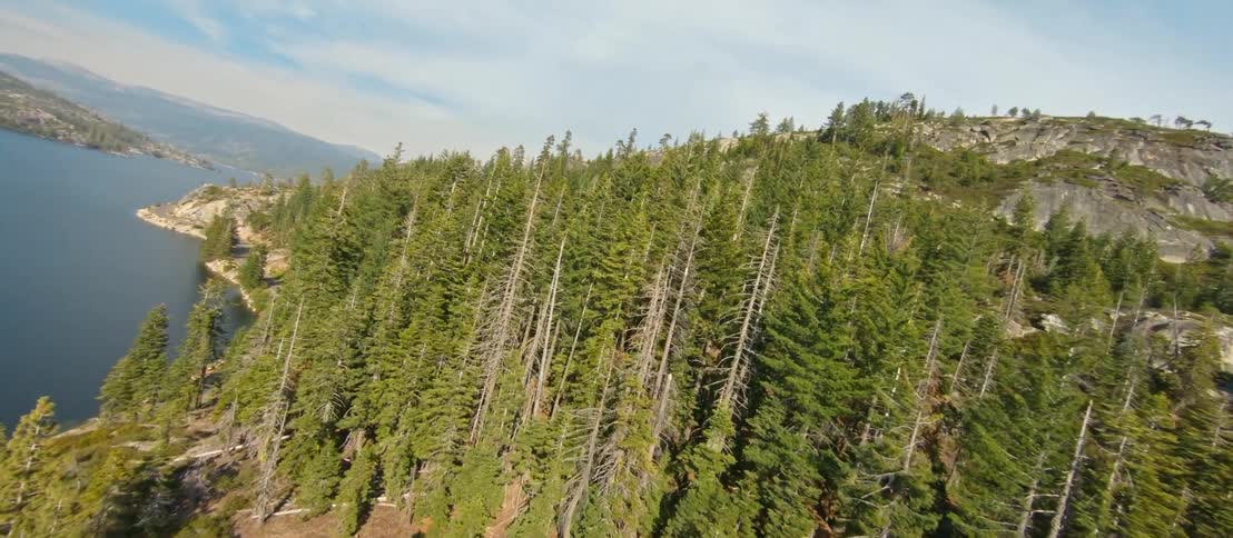 Aerial view of a forest next to the ocean is displayed