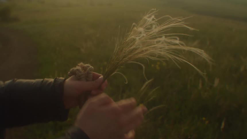 Man collects plant stalks standing in grassy field