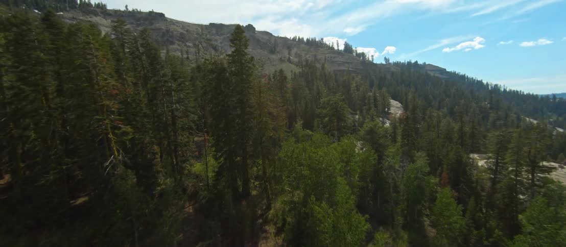 Tall trees are on the mountain range