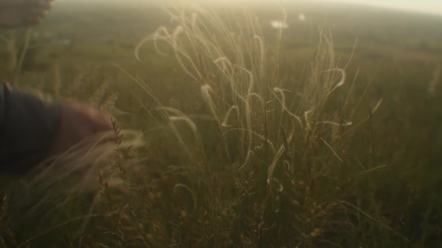 A person is pulling long strands of grass from the field