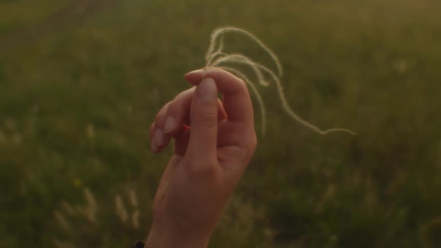 The wind is blowing the tall grass