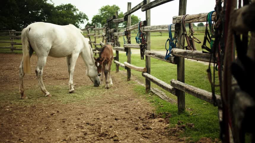 A foal walks closely around a white horse eating cut hay in a corral