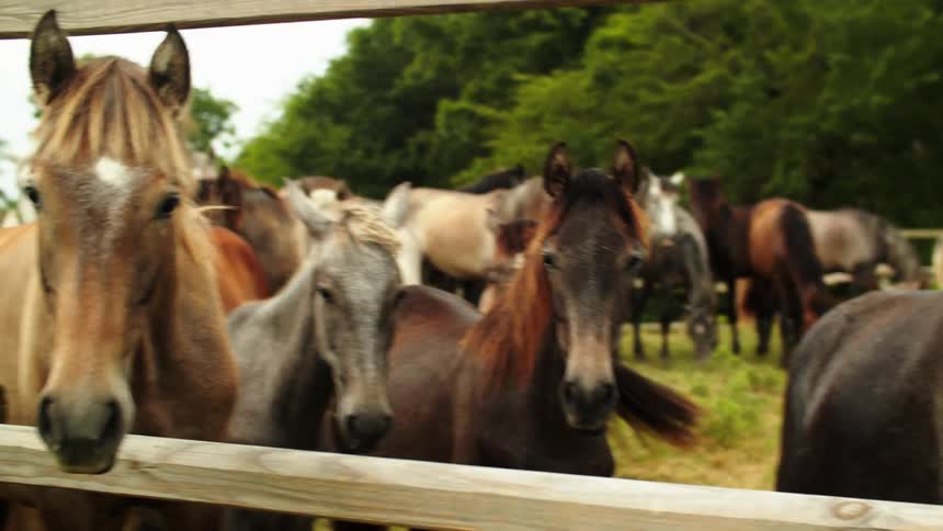 A group of horses standing around in a corral