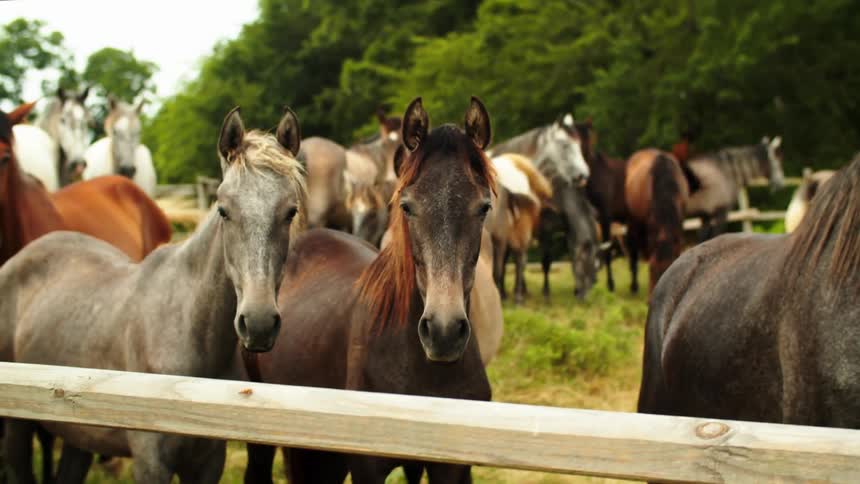 Horses are gathered in a fenced area