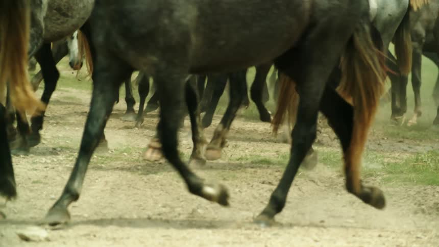 A group of horses walk across a field during the day