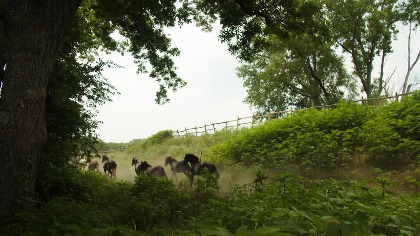A large group of wild horses run through the countryside under a cloudy sky
