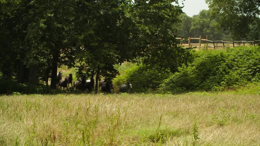 A large group of horses run together through a grassland during the day