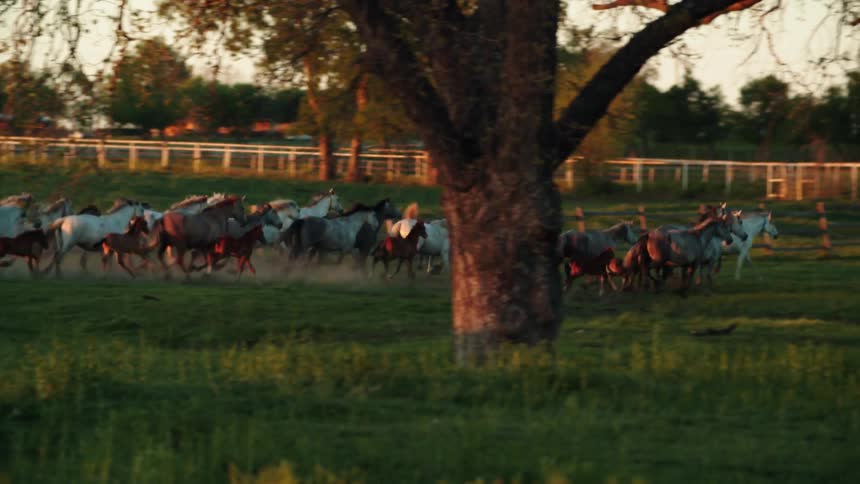 Horses are running in a field at a farm