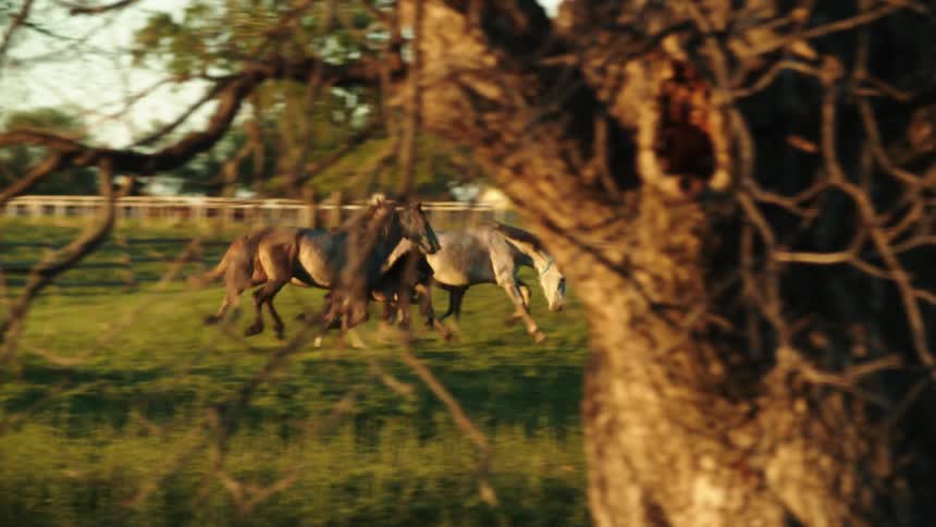 Horses running in a pasture on a farm