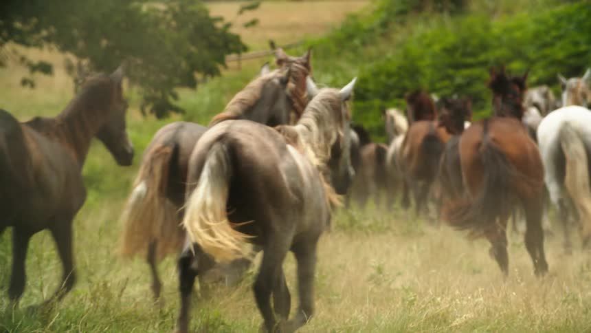 Horses running in a pasture on a farm