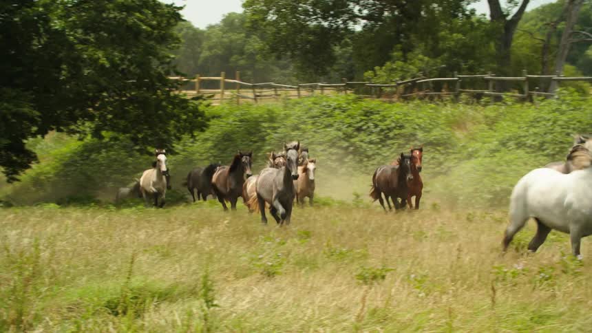 A large group of horse gallop together across a large pasture