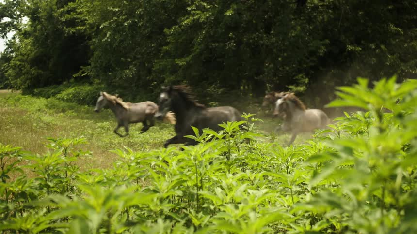 Group of horses run into a field near a forest