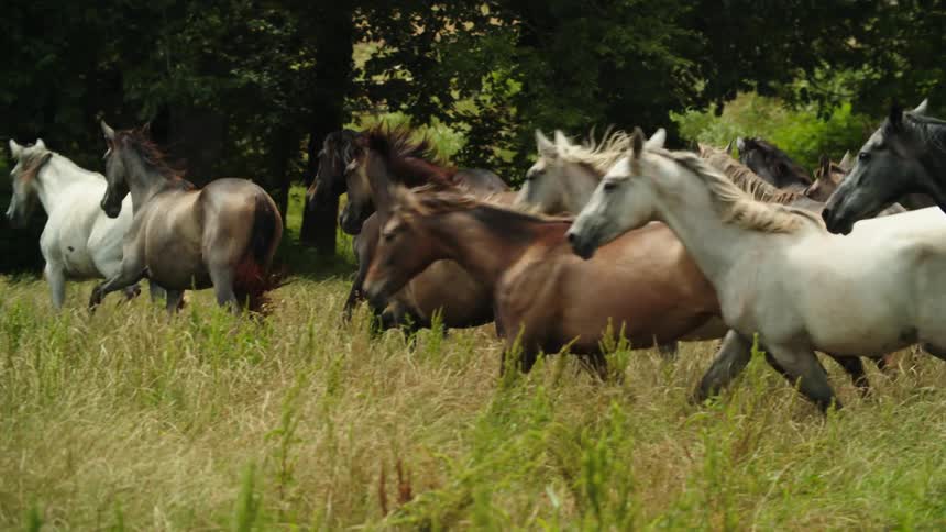 A large group of horses runs through a field during the day