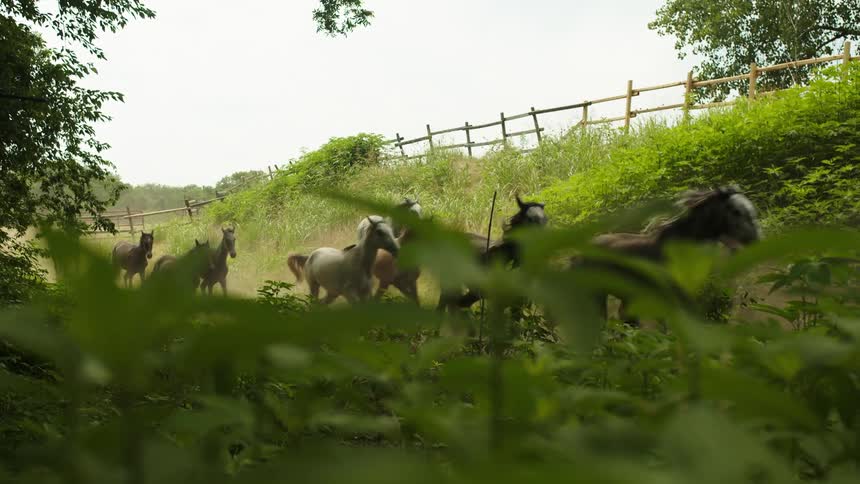 Dozens of horses run through a field marked off with a wooden fence