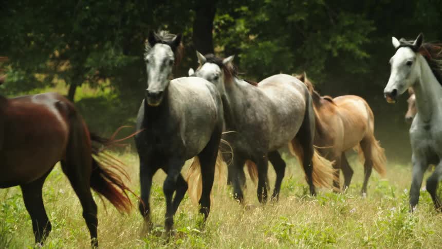 Wild horses running in a field