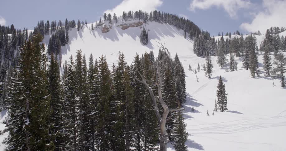View of a forest lining a slope filled with snow