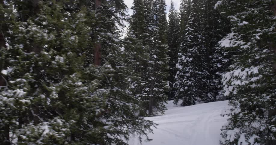 Trees are covered with snow on this slope
