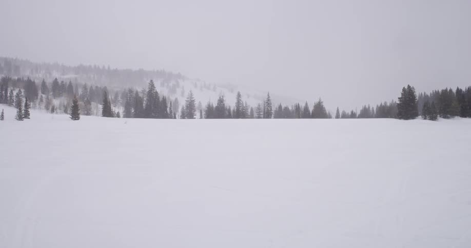 A snow covered field with many trees
