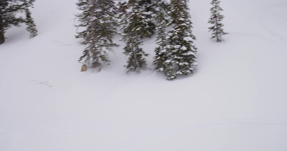 A person snowmobiling in between the trees