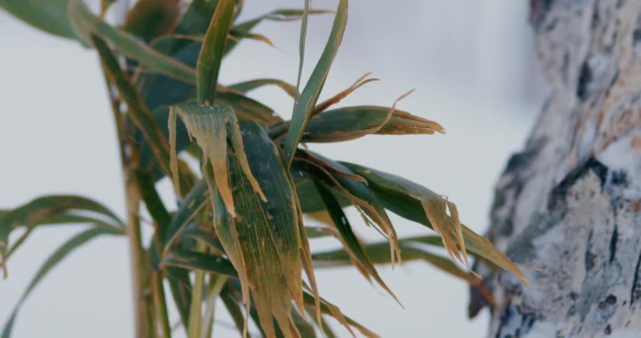 A yellowing plant sways in the wind as snow falls from the sky