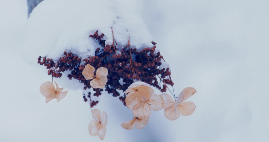 Purple berries and pink flowers stick out under snow on a tree branch