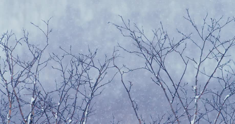 Its snowing in the forest during the day