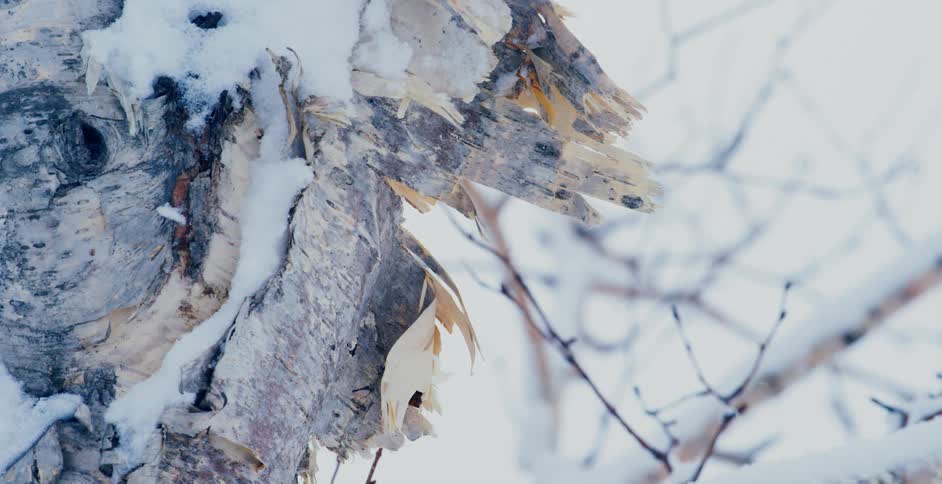 Snow falls around a tree branch in winter