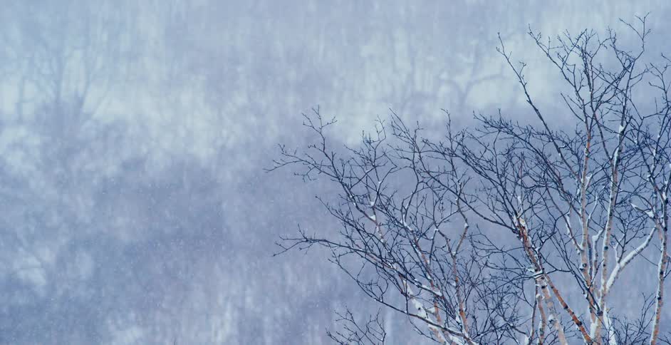 Snow falls over the leafless trees in a woodland on a snowy day