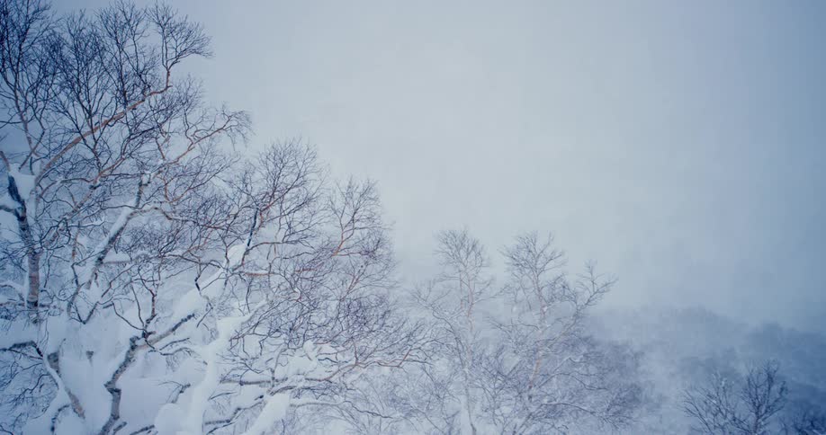 Snow falls on bare trees in forest