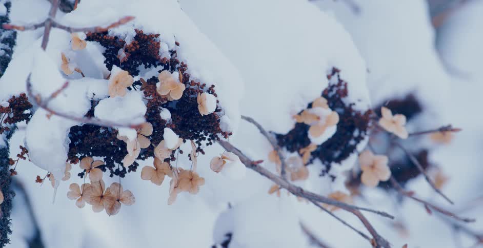 Snow falling on a branch with dead flowers