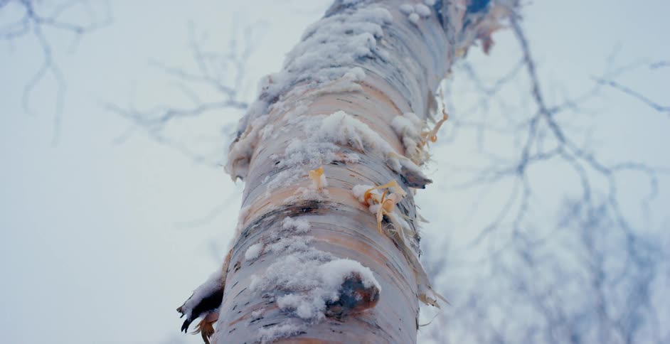 Wind blowing through frayed bark on a snowy tree in winter