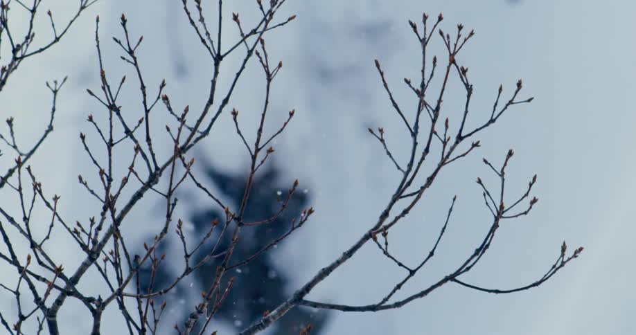 Snow falls on a tree with buds on the branches