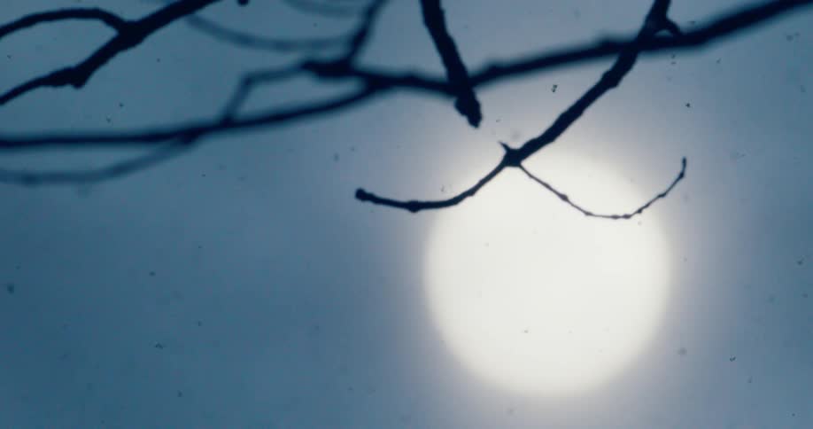 Dozens of small black insects fly past a tree at dusk
