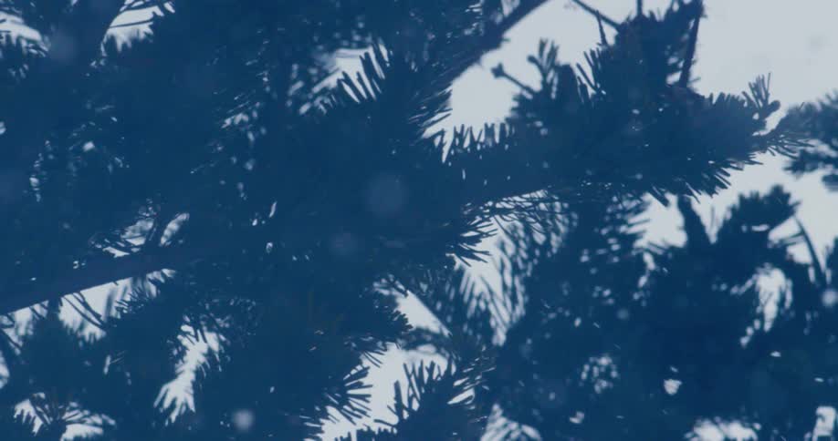 Snow blows through a forested area of pine trees