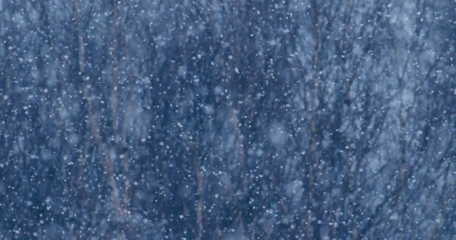 Heavy snow falls over a dense forest