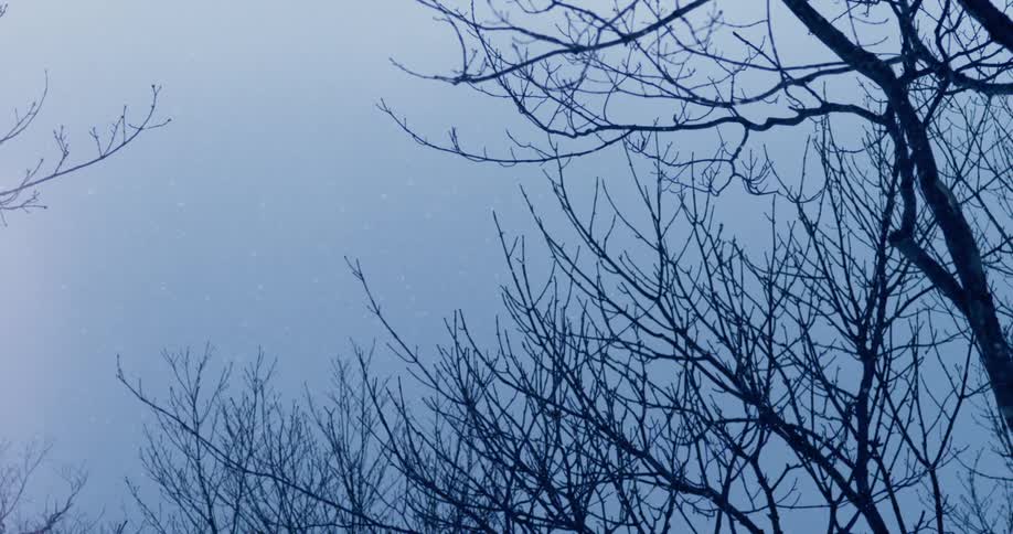 Its snowing in a forest area