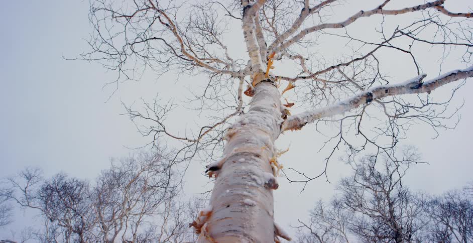 A tree is displayed during winter