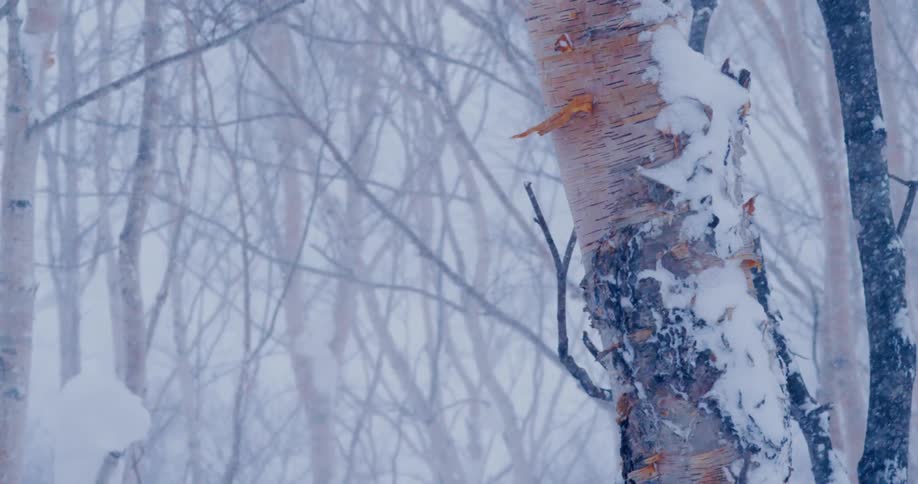 Snow falls in forest with birch trees
