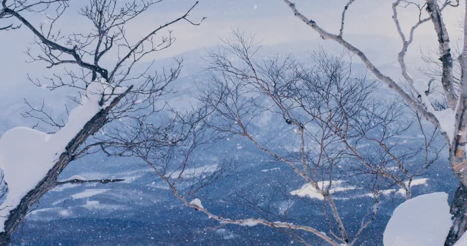 Aerial view of the forest in winter is displayed