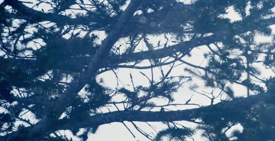 Light snow falls over an already snowy forest