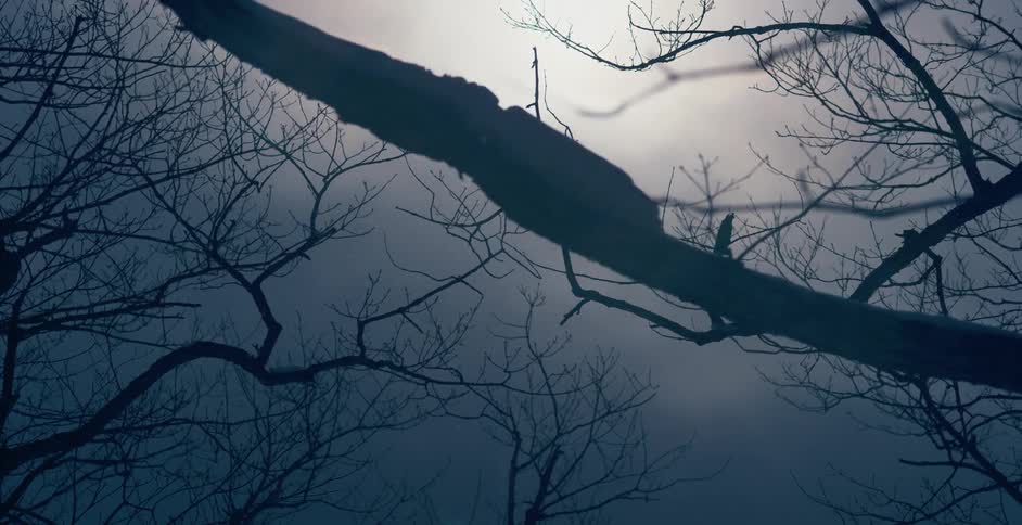 Close up view of a tree at dusk is displayed