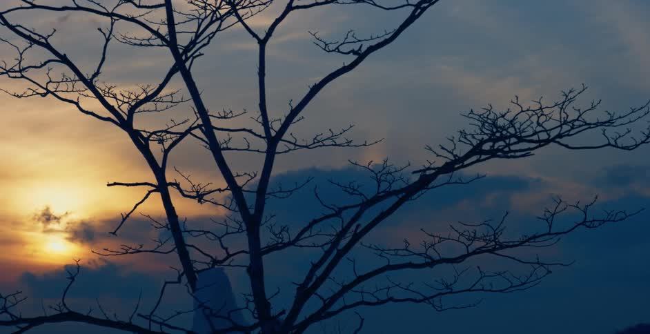 A tree in front of a sunset
