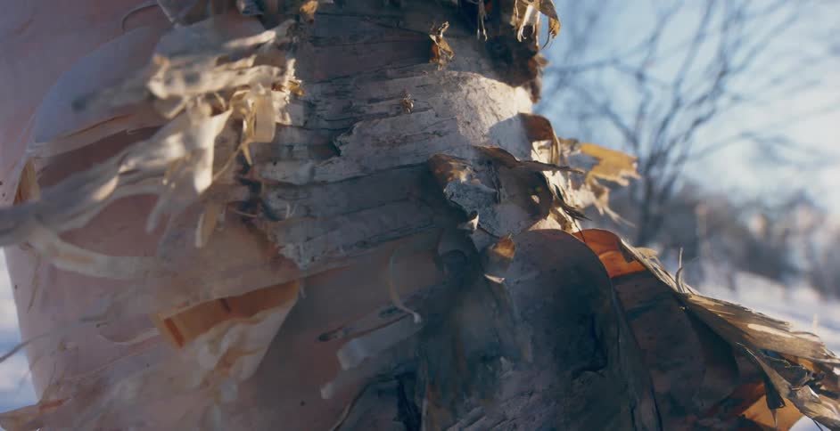 Bark peels on tree trunk standing near partly cleared road bordered by leafless trees and snow covered slopes