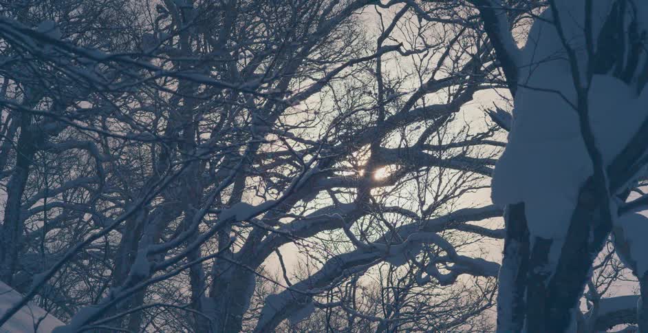 The sun shines bright between empty branches on a tree in a snowy forest