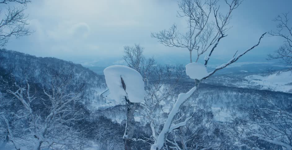 Snow covers the ground and tree limbs in a meadow