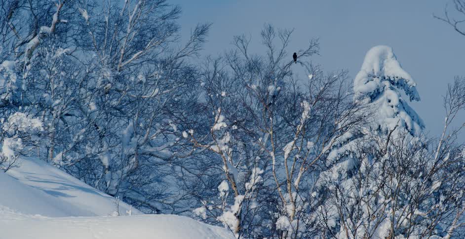 A bird sitting in a tree covered in snow