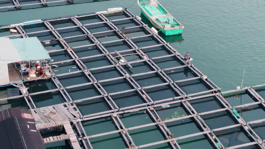 The port has many boats docked