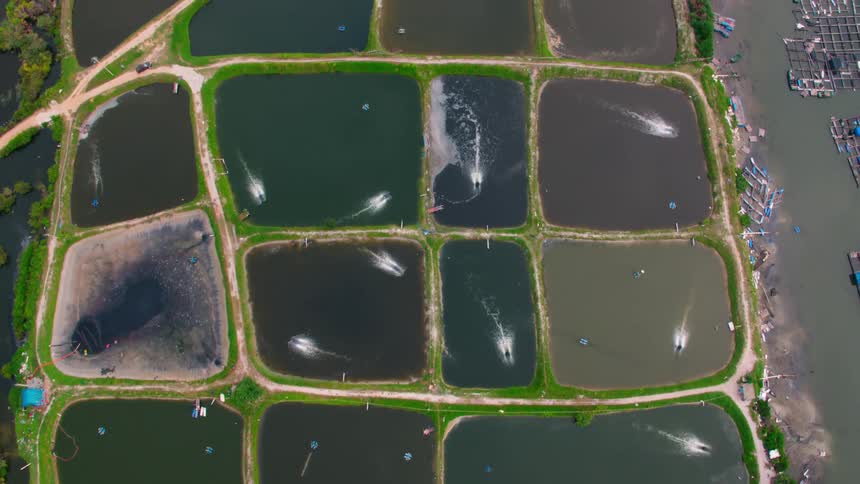 A large murky watered fish farm is sectioned off into different areas divided by grassy areas of land with dirt roads